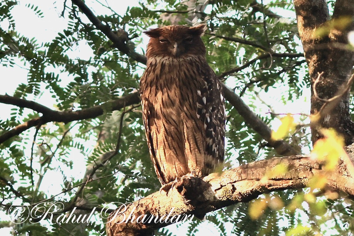 Brown Fish-Owl - Rahul Bhandari