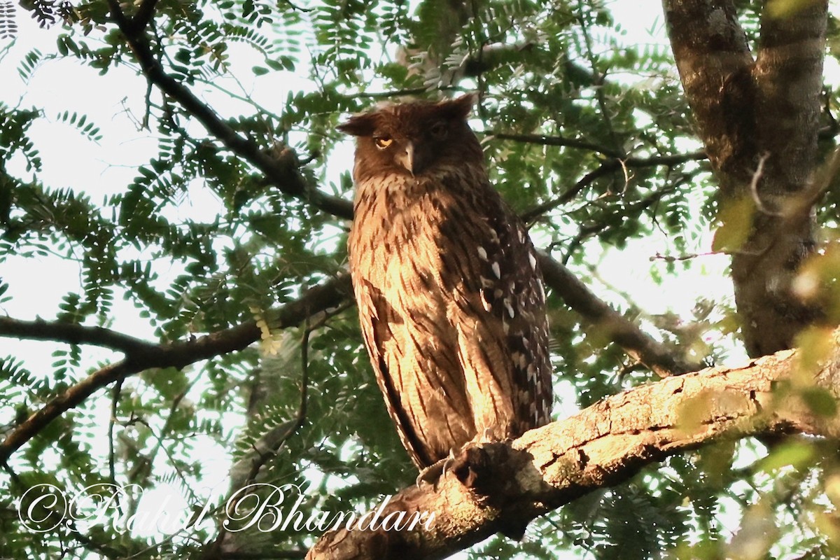 Brown Fish-Owl - Rahul Bhandari