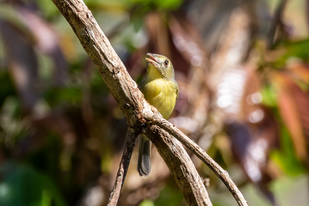 Cuban Vireo - ML524444501