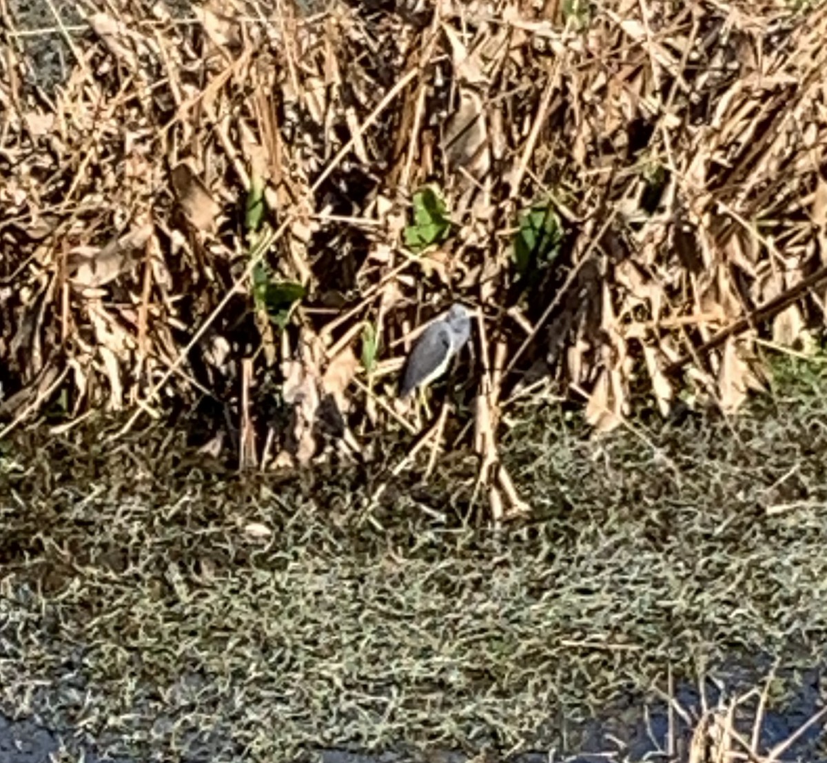 Tricolored Heron - ML524445231