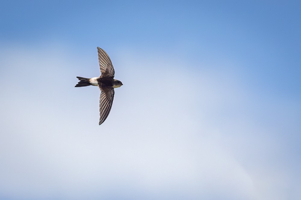 Antillean Palm Swift - Christopher Sloan