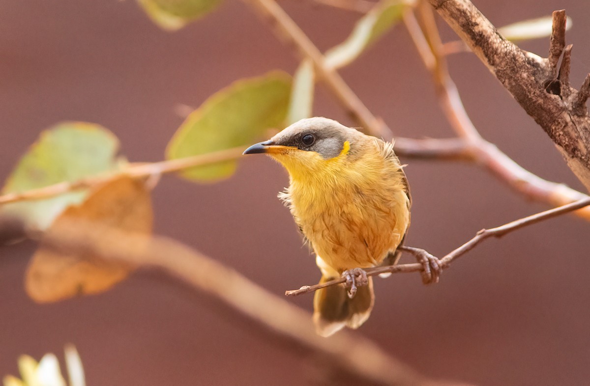 Gray-headed Honeyeater - Chris Jones