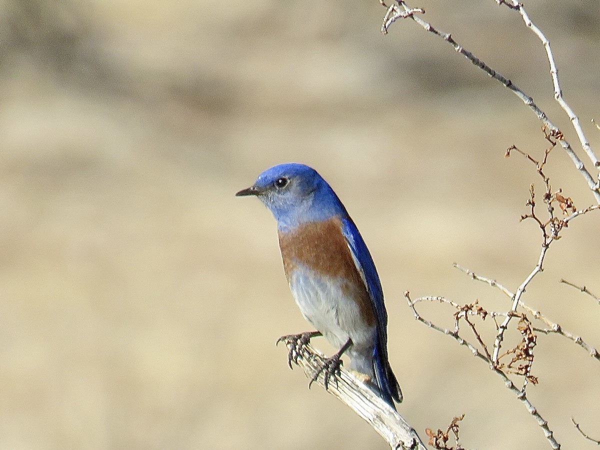 Western Bluebird - ML524446001