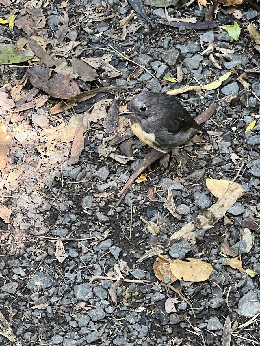 South Island Robin - ML524446741