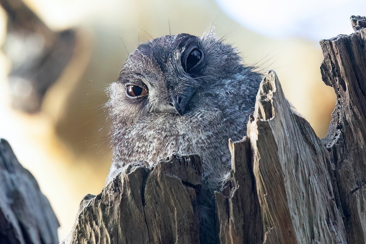 Australian Owlet-nightjar - David Irving