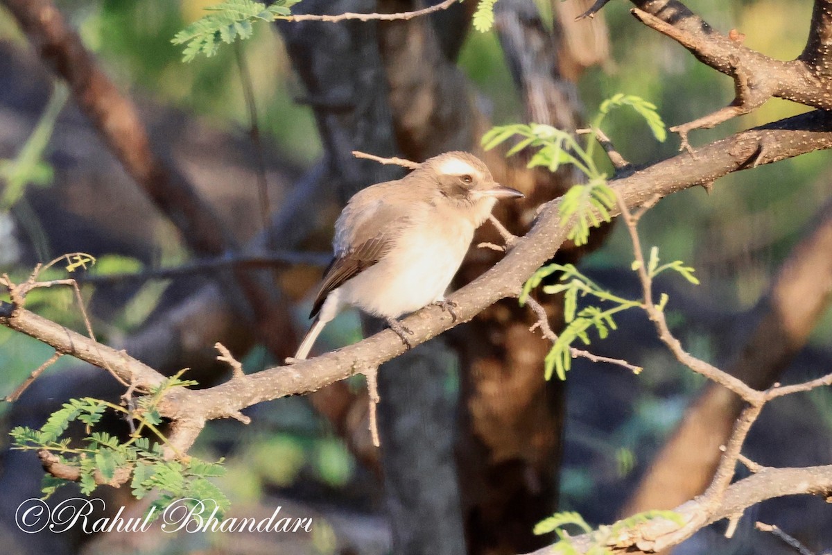 Common Woodshrike - ML524448661