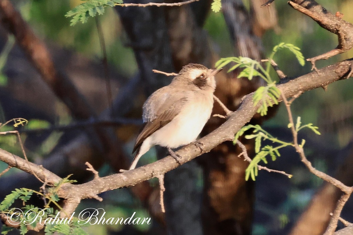 Common Woodshrike - ML524448671