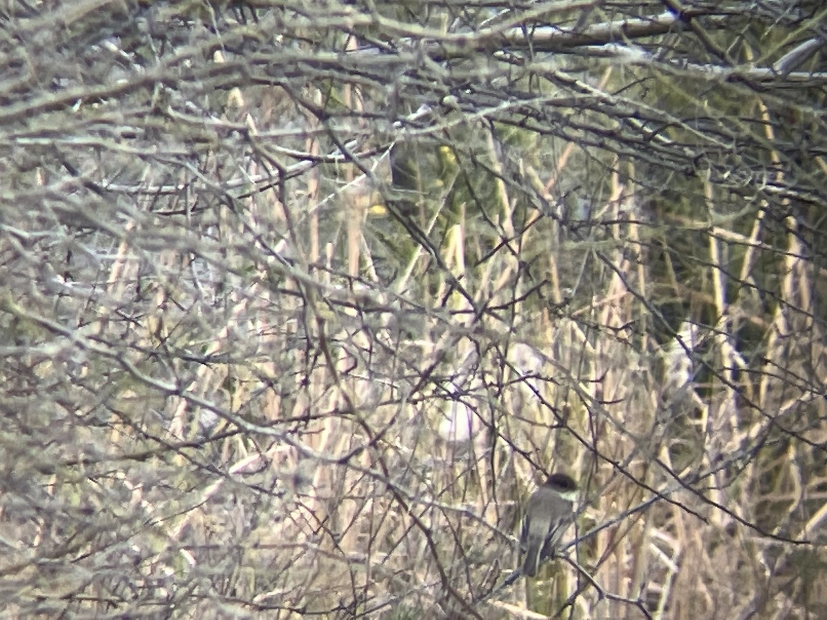 Eastern Phoebe - ML524449181