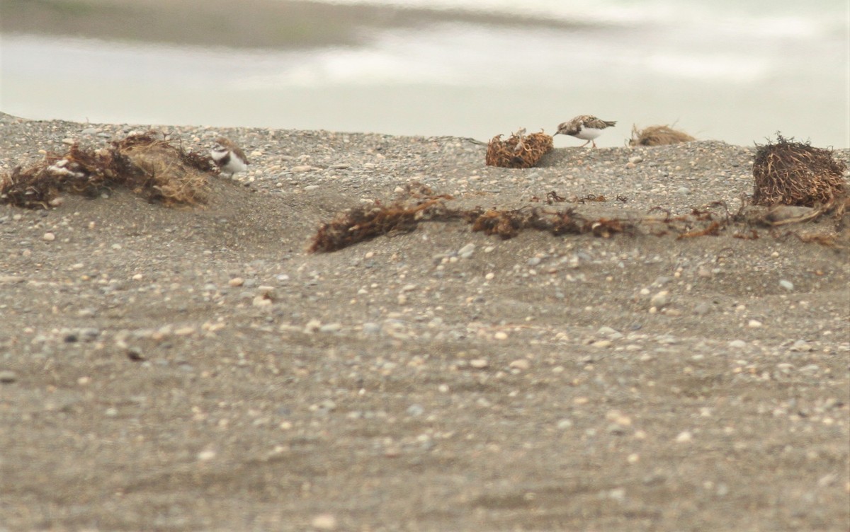 Ruddy Turnstone - Simon Davies