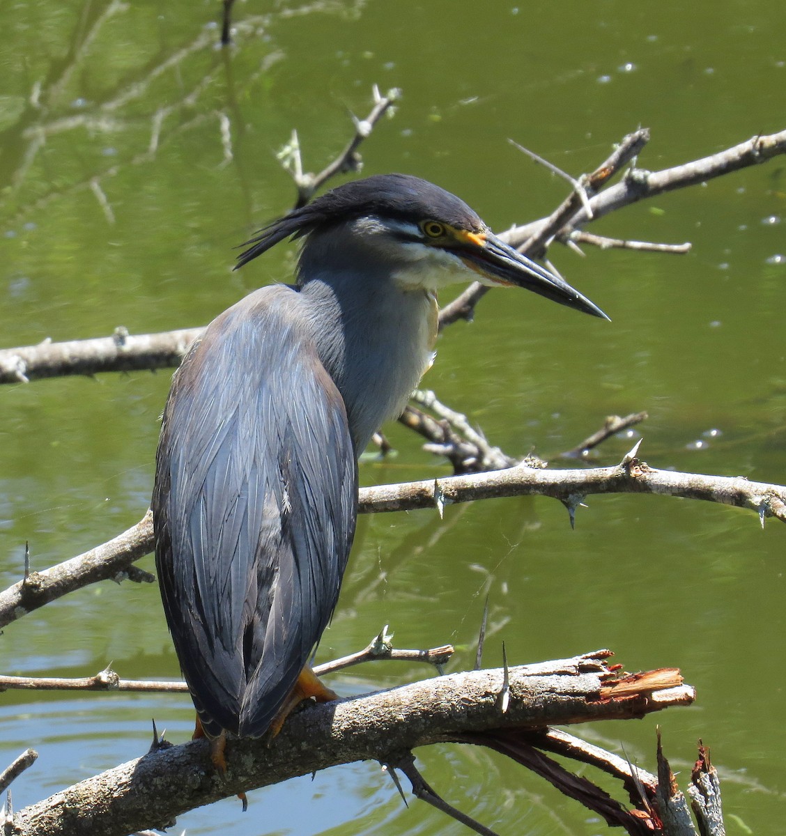Little Heron - ML524449631