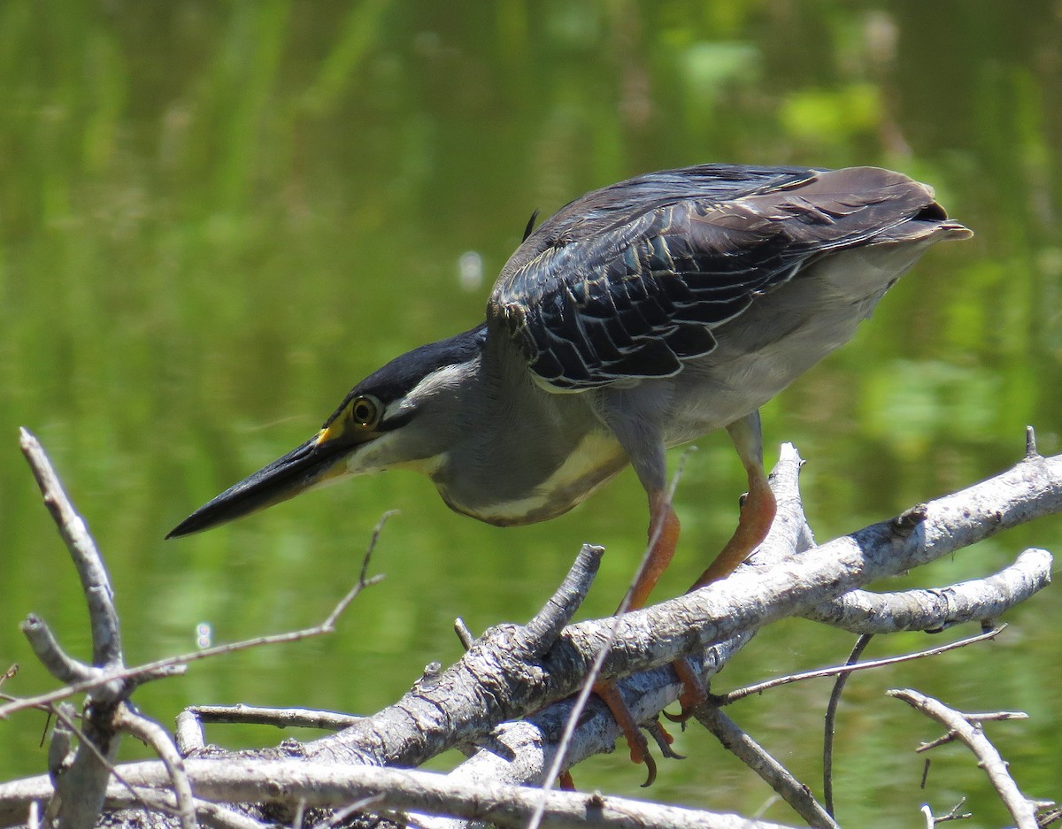 Little Heron - ML524449641