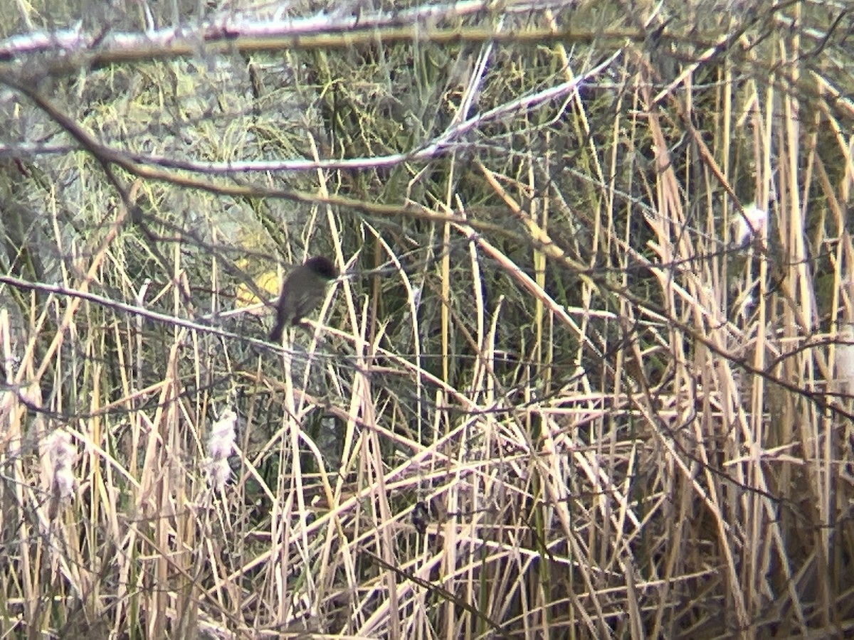 Eastern Phoebe - ML524449801