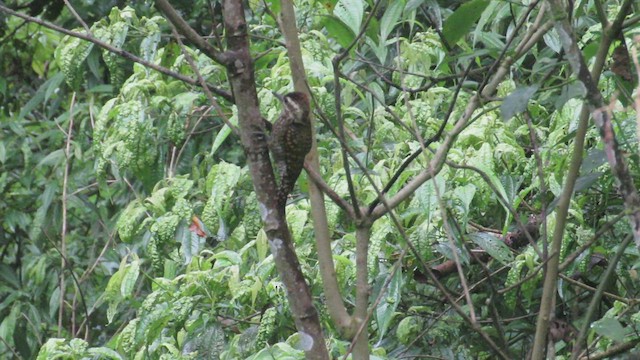 White-spotted Woodpecker - ML524450801