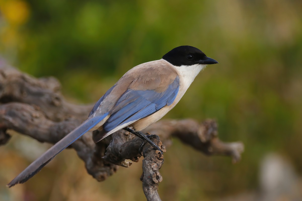 Iberian Magpie - Tiago Guerreiro
