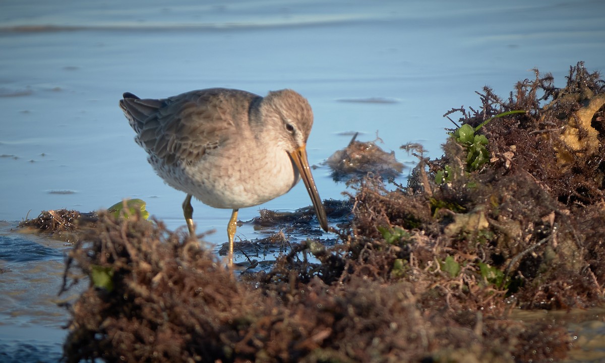 Short-billed Dowitcher - ML524451311