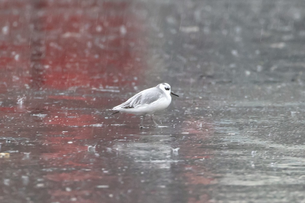 Red Phalarope - ML524453251