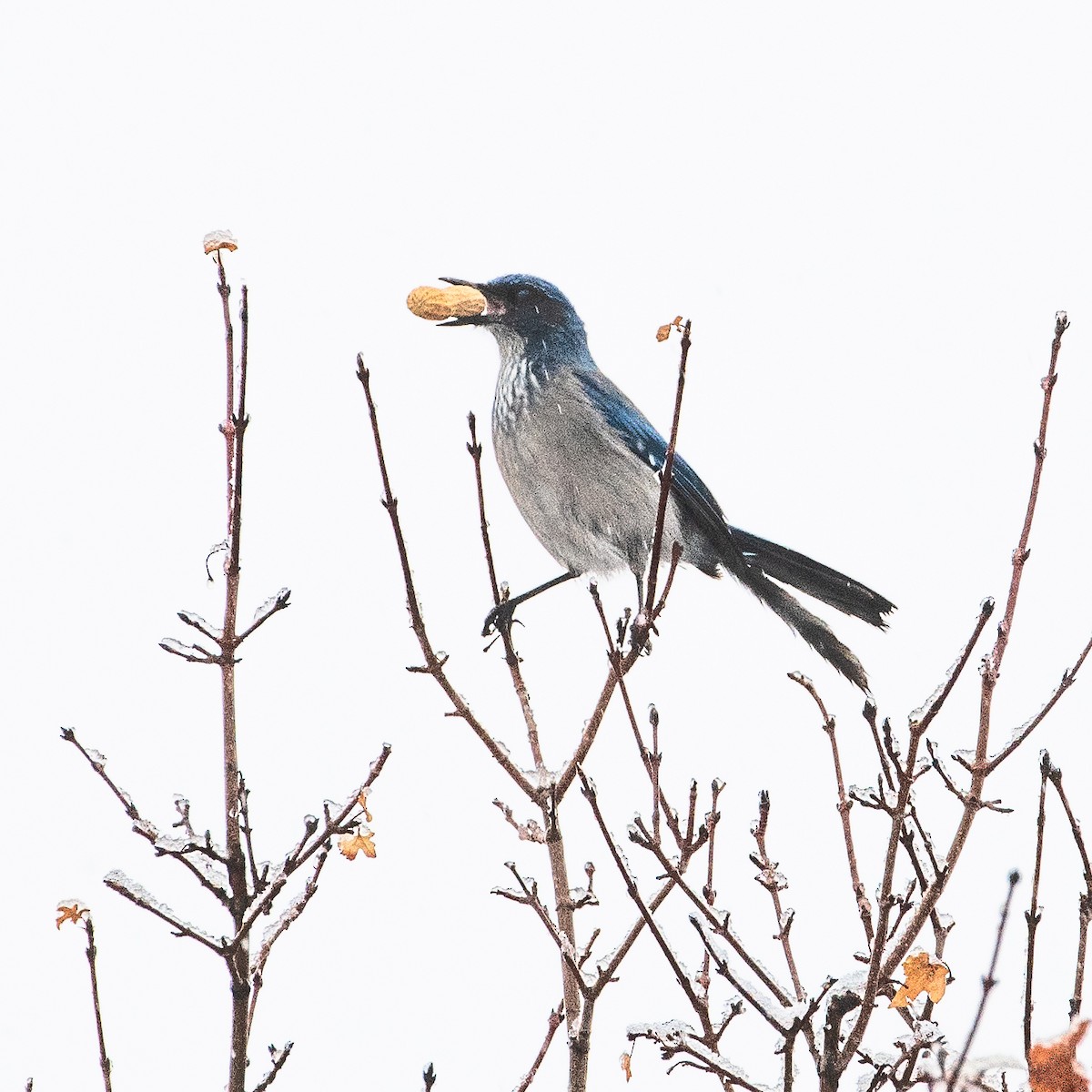 Woodhouse's Scrub-Jay - ML524453351