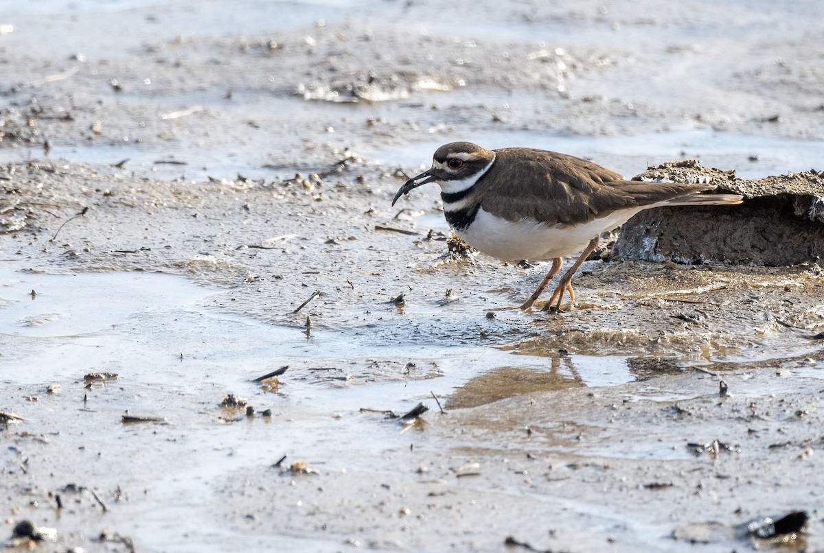 Killdeer - ML524453361