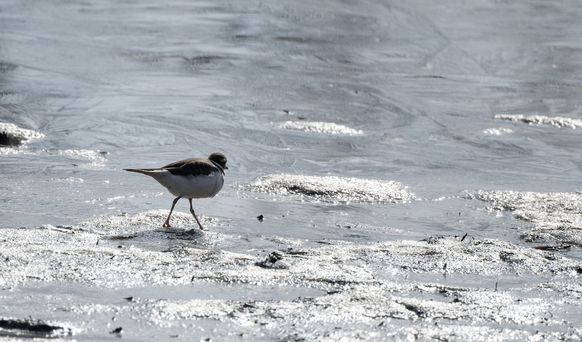 Killdeer - ML524453371