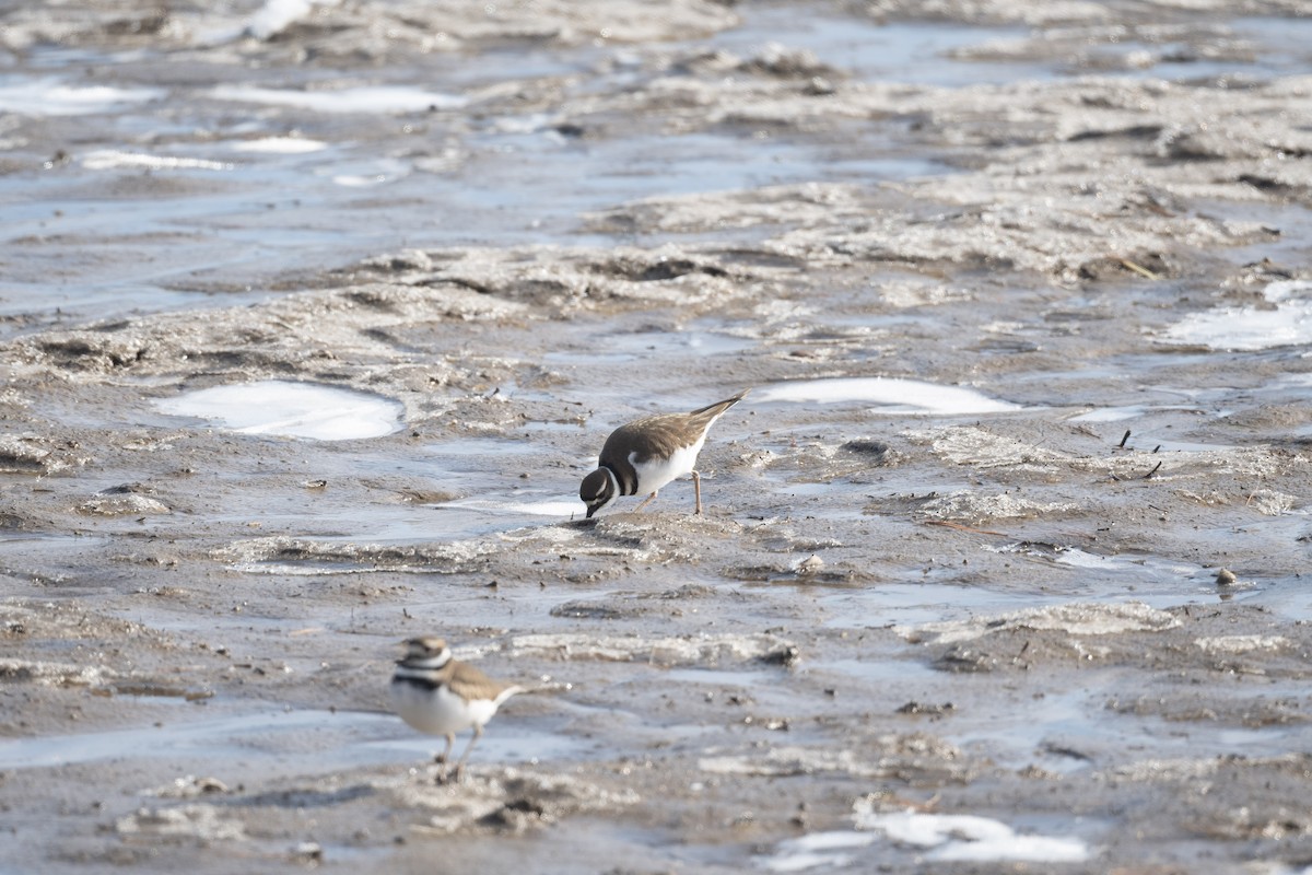 Killdeer - ML524453381