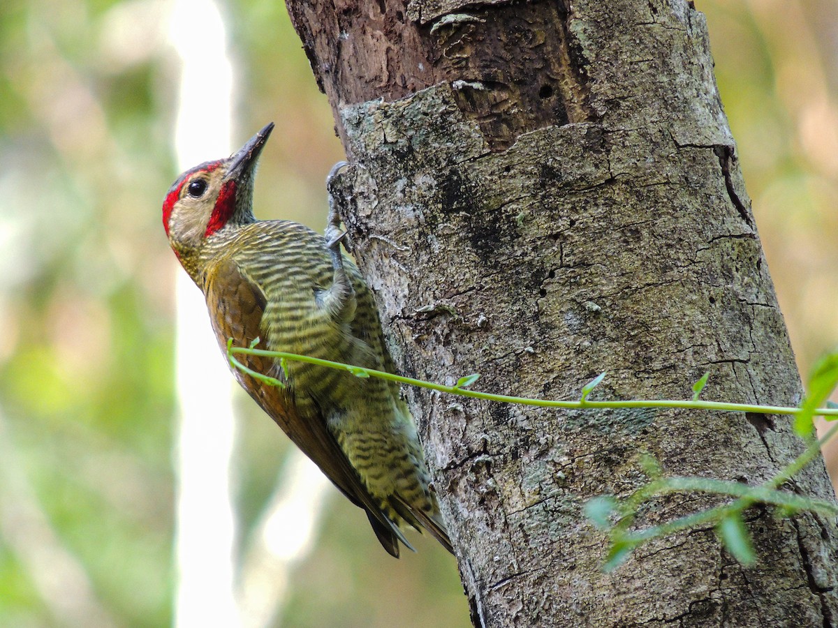 Golden-olive Woodpecker - Carolina Dávila