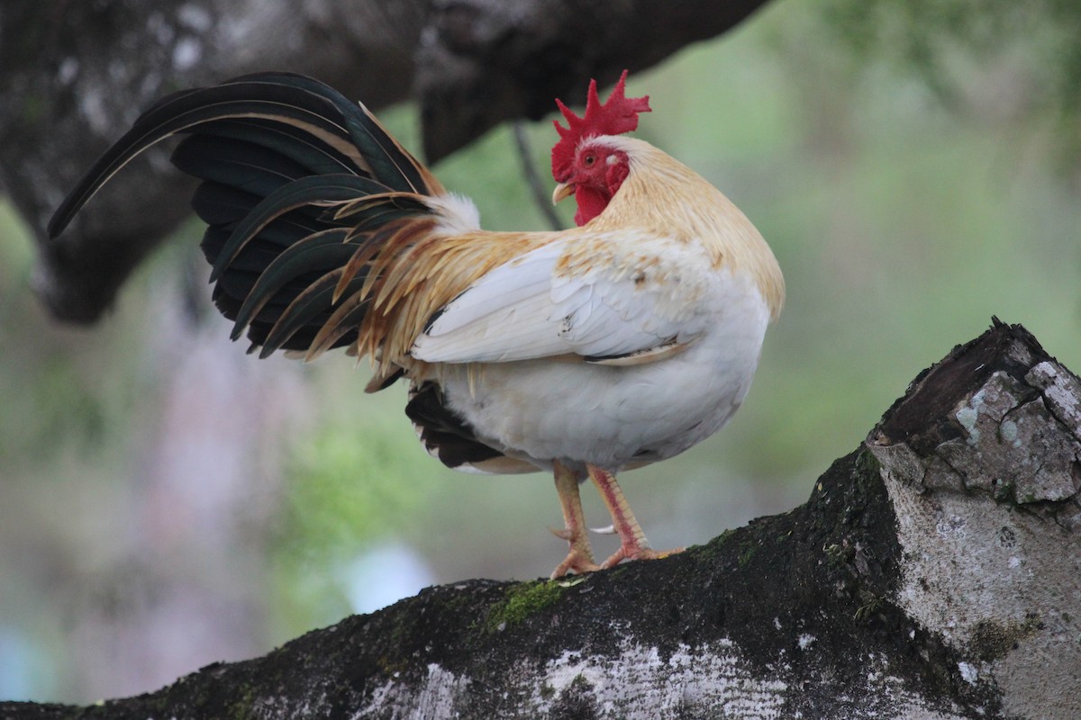 家雞(馴化) - ML524454561