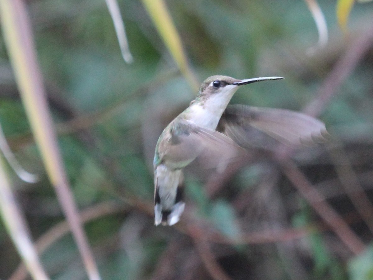 Ruby-throated Hummingbird - ML524454611