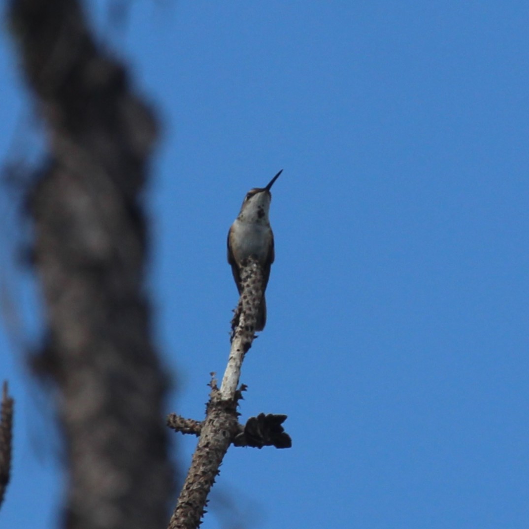 Rufous Hummingbird - ML524454651
