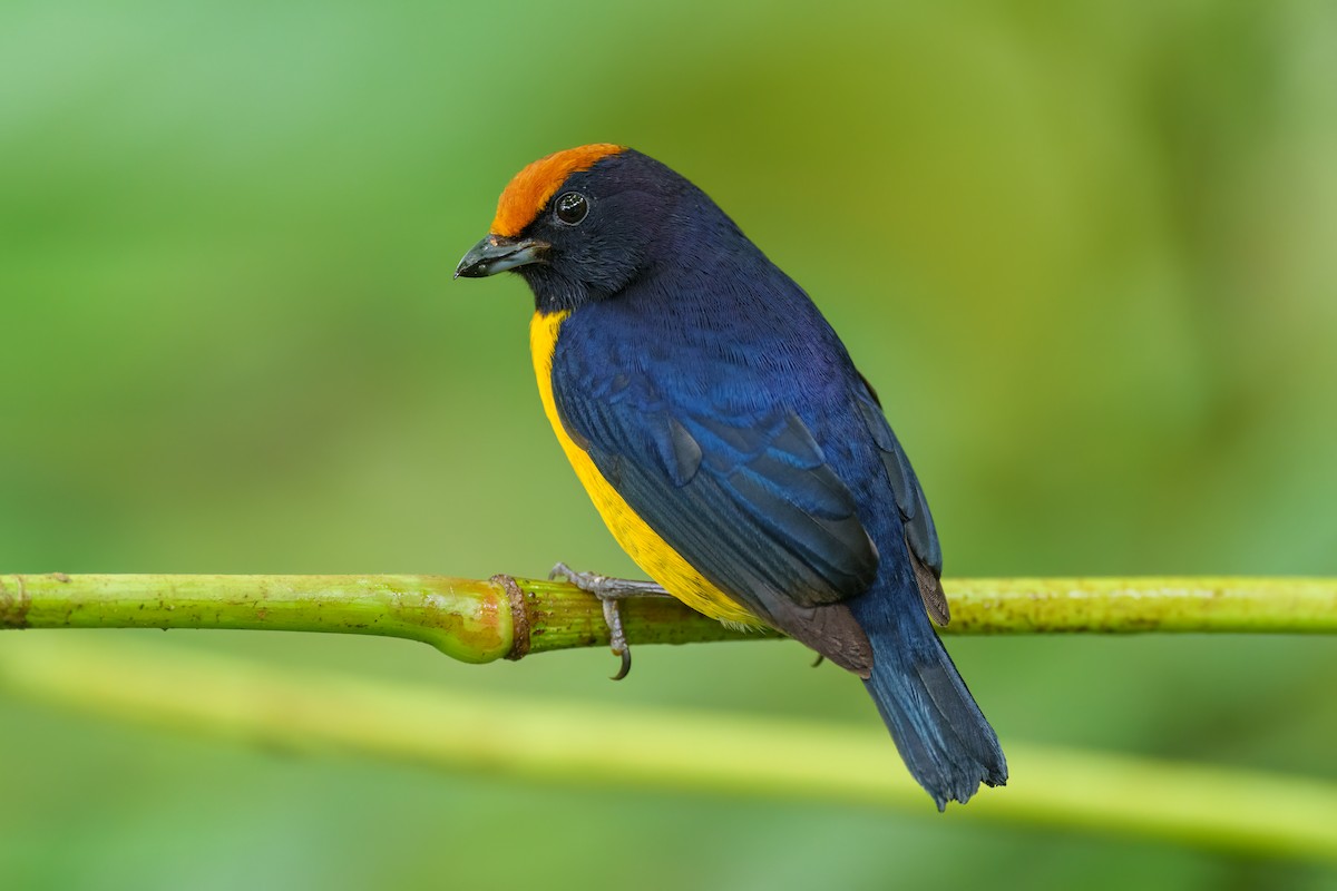 Tawny-capped Euphonia - Jeff Hapeman