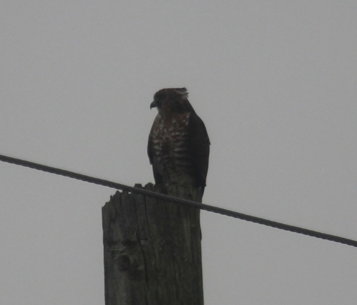 Broad-winged Hawk - ML524455281