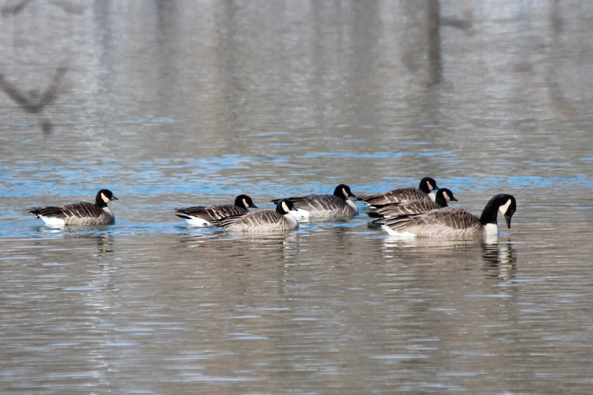 Cackling Goose - Debbie Wright