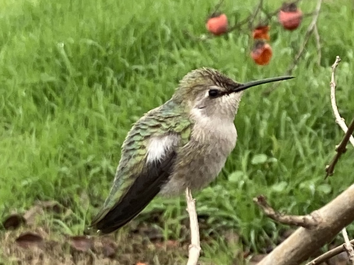 Costa's Hummingbird - ML524457421