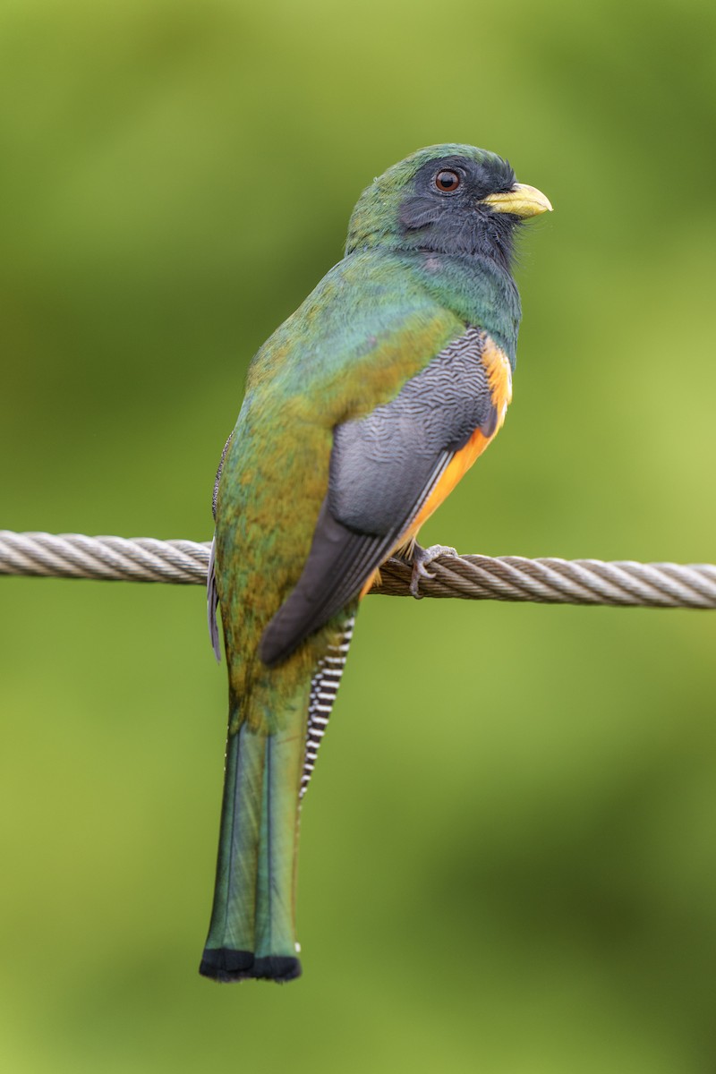 Collared Trogon (Orange-bellied) - Jeff Hapeman