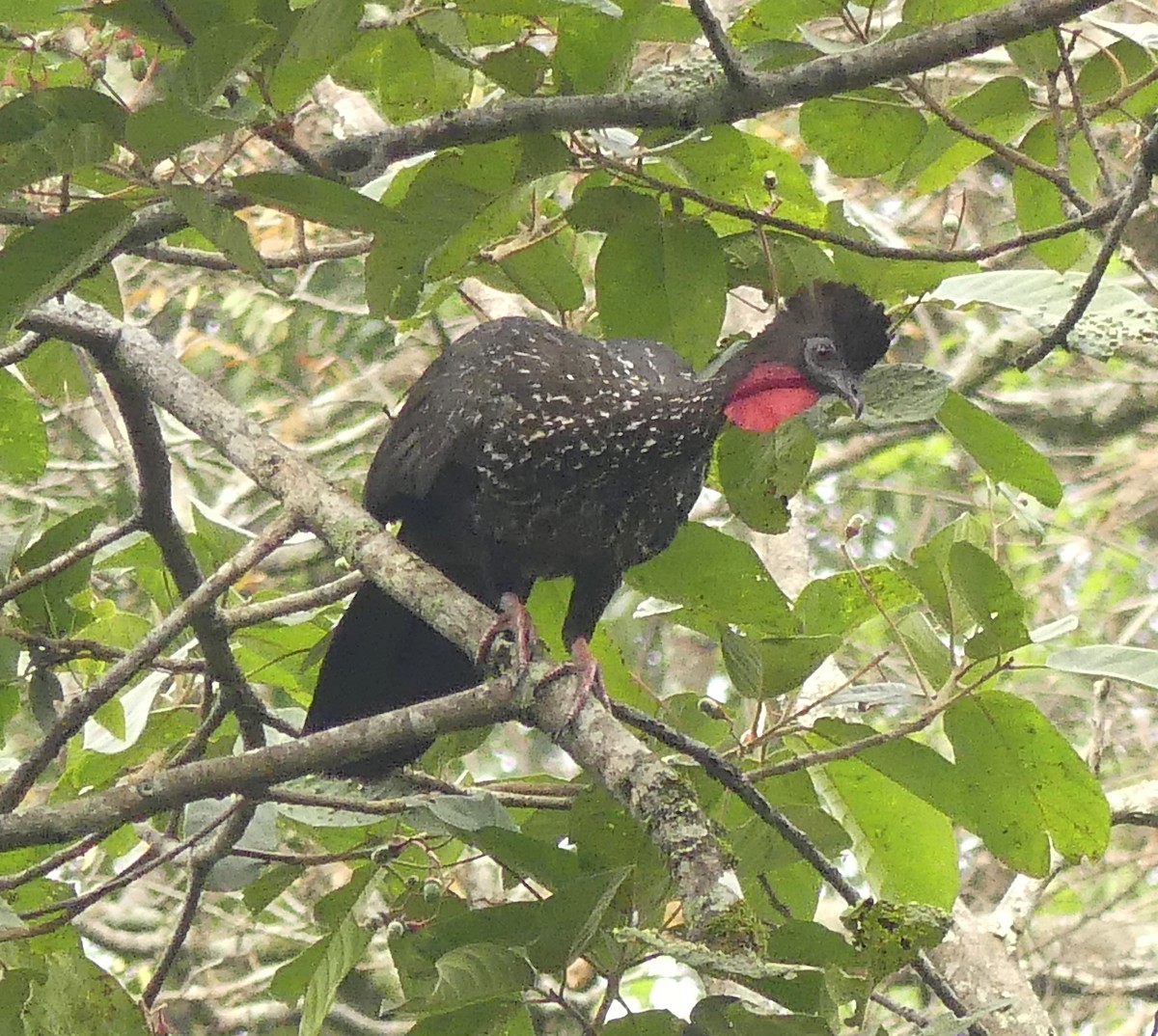Crested Guan - ML52445851