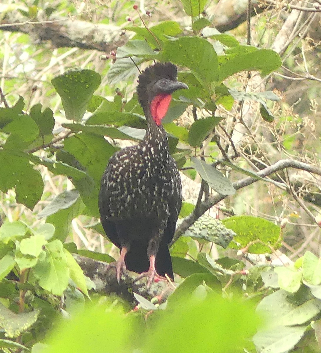 Crested Guan - ML52445861