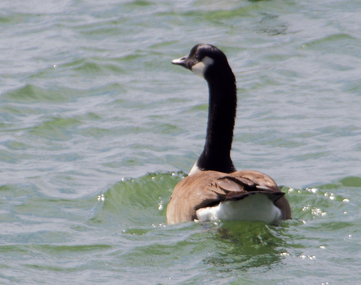 Canada Goose - John Bloomfield