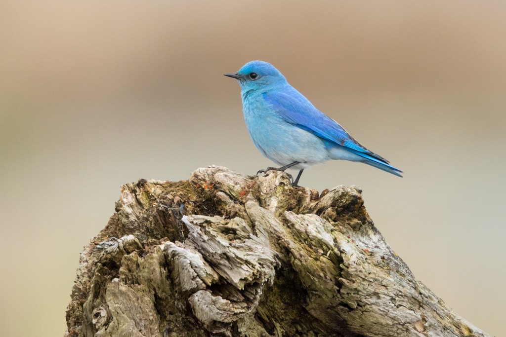 Mountain Bluebird - ML52446161