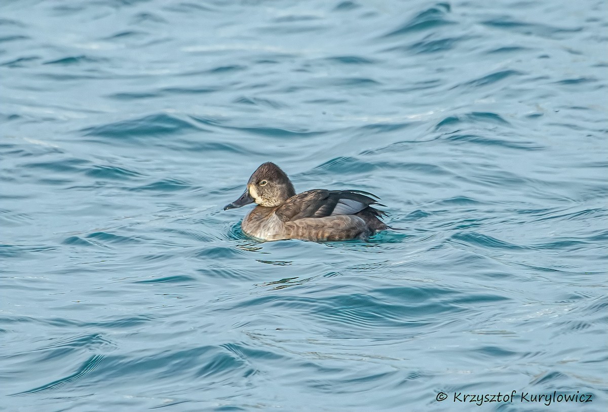 Ring-necked Duck - ML524462641