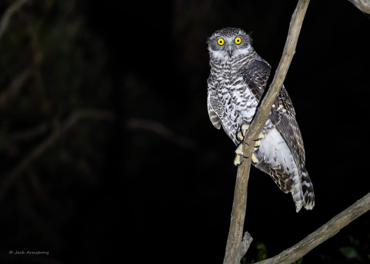 Powerful Owl - Jack Armstrong