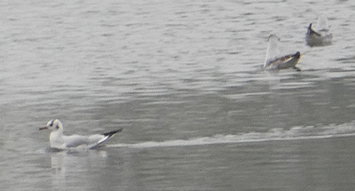 Mouette rieuse - ML524463311