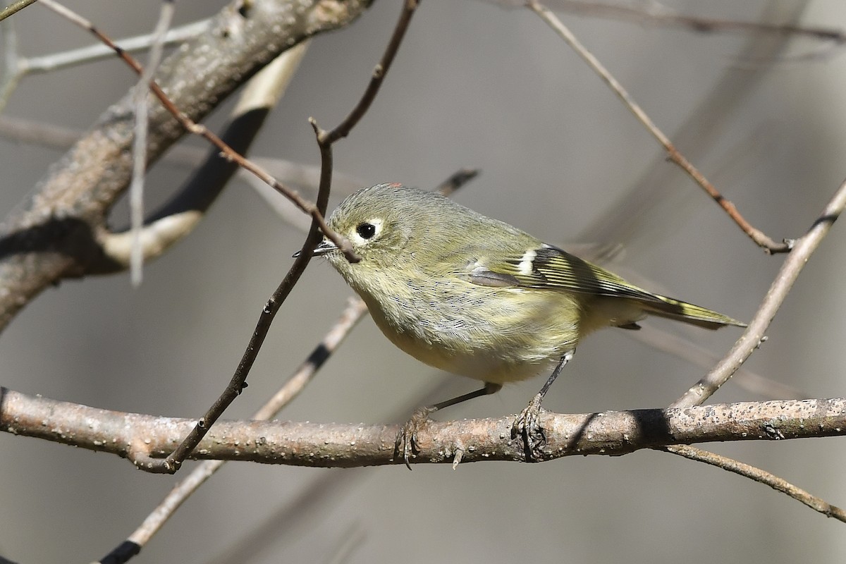 Ruby-crowned Kinglet - ML524463831