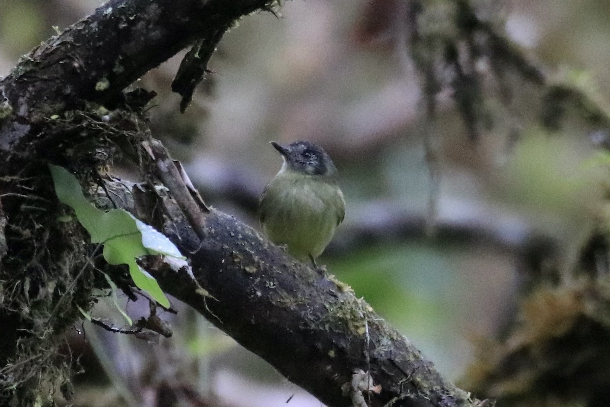 Slaty-capped Flycatcher - ML524464091