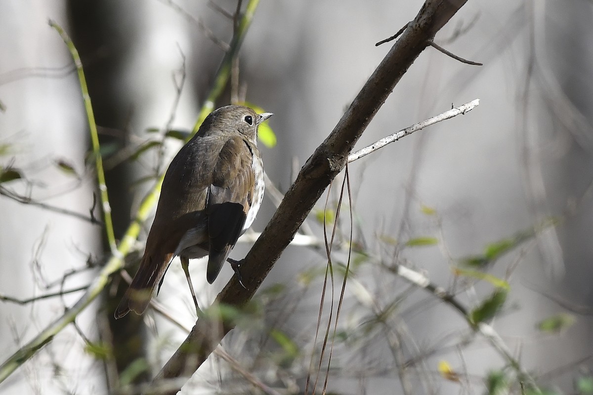 Hermit Thrush - ML524464201