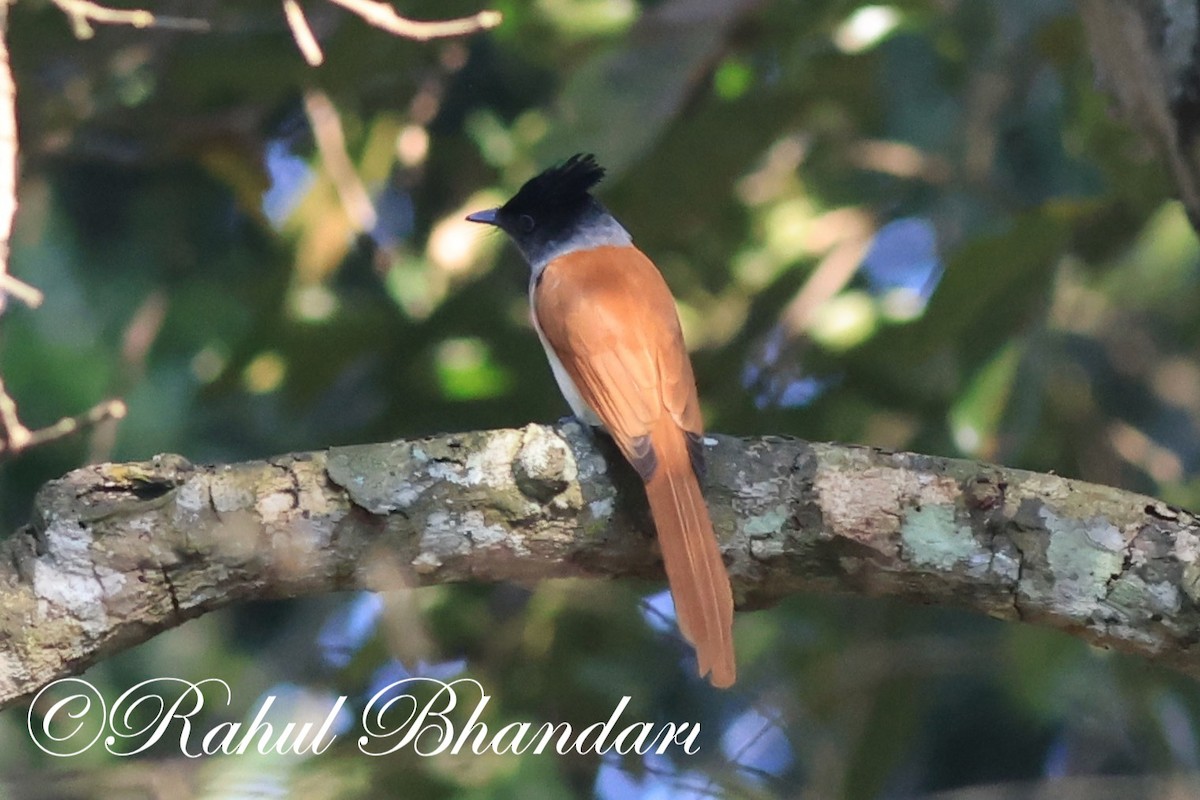Indian Paradise-Flycatcher - Rahul Bhandari