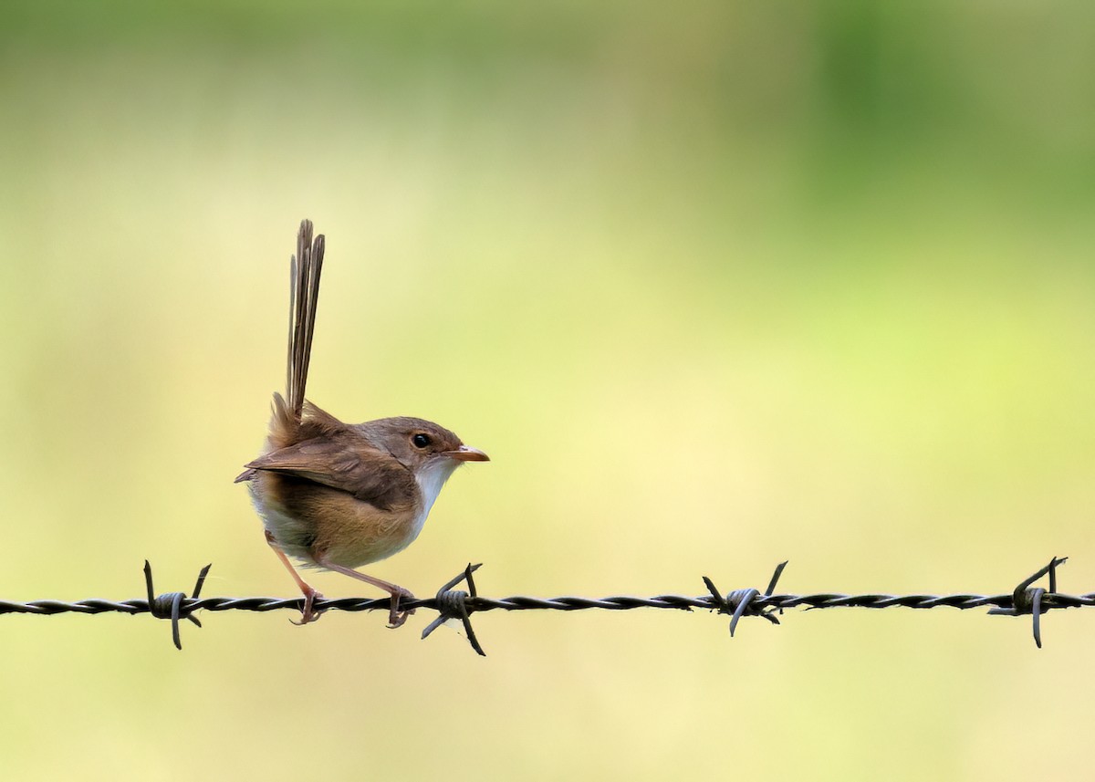 Red-backed Fairywren - ML524464491