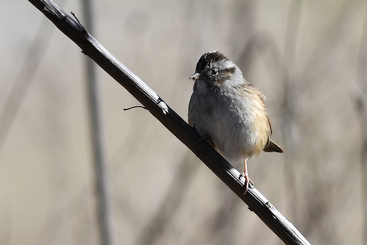 Swamp Sparrow - ML524464601
