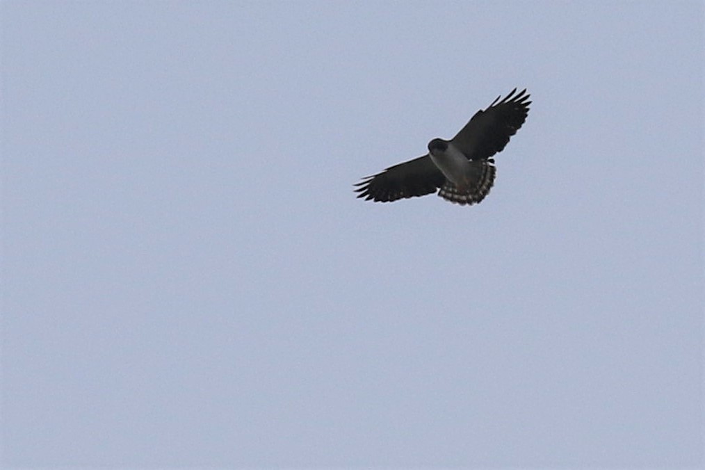 Short-tailed Hawk - Federico Schulz