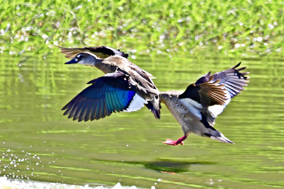 Brazilian Teal - Marcelo Cuadrado