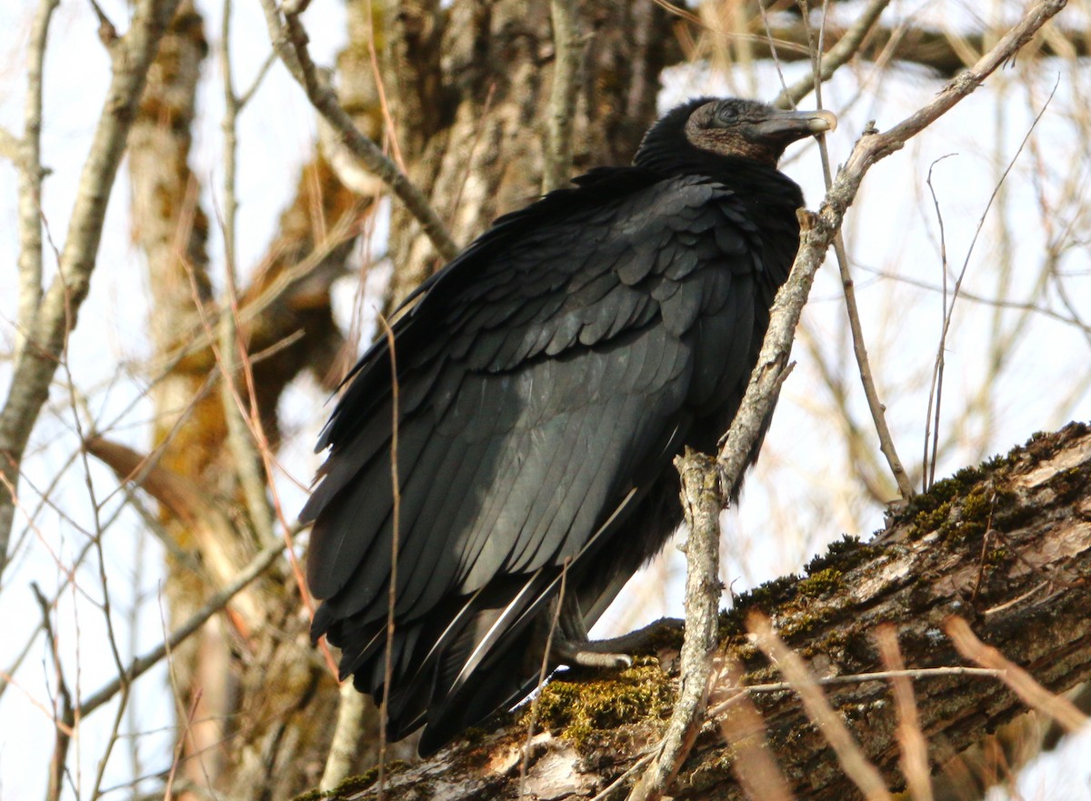 Black Vulture - ML524466191