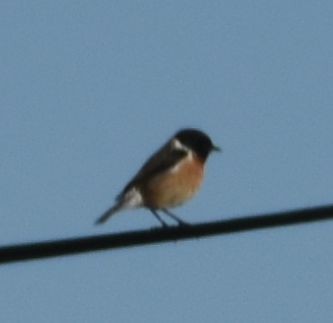 European Stonechat - Sally Anderson